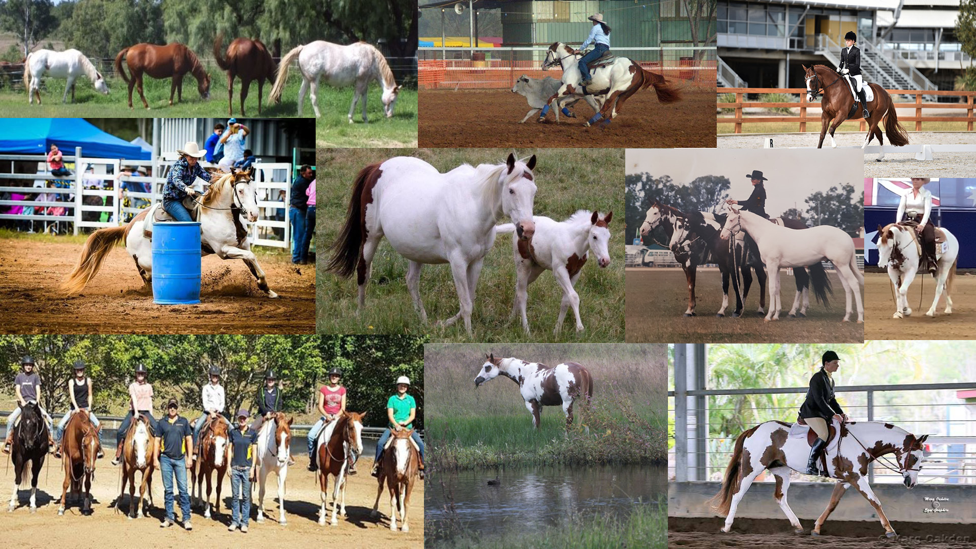 Paint Horse Association of Australia Home