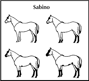 Sabino