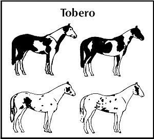 Tobero